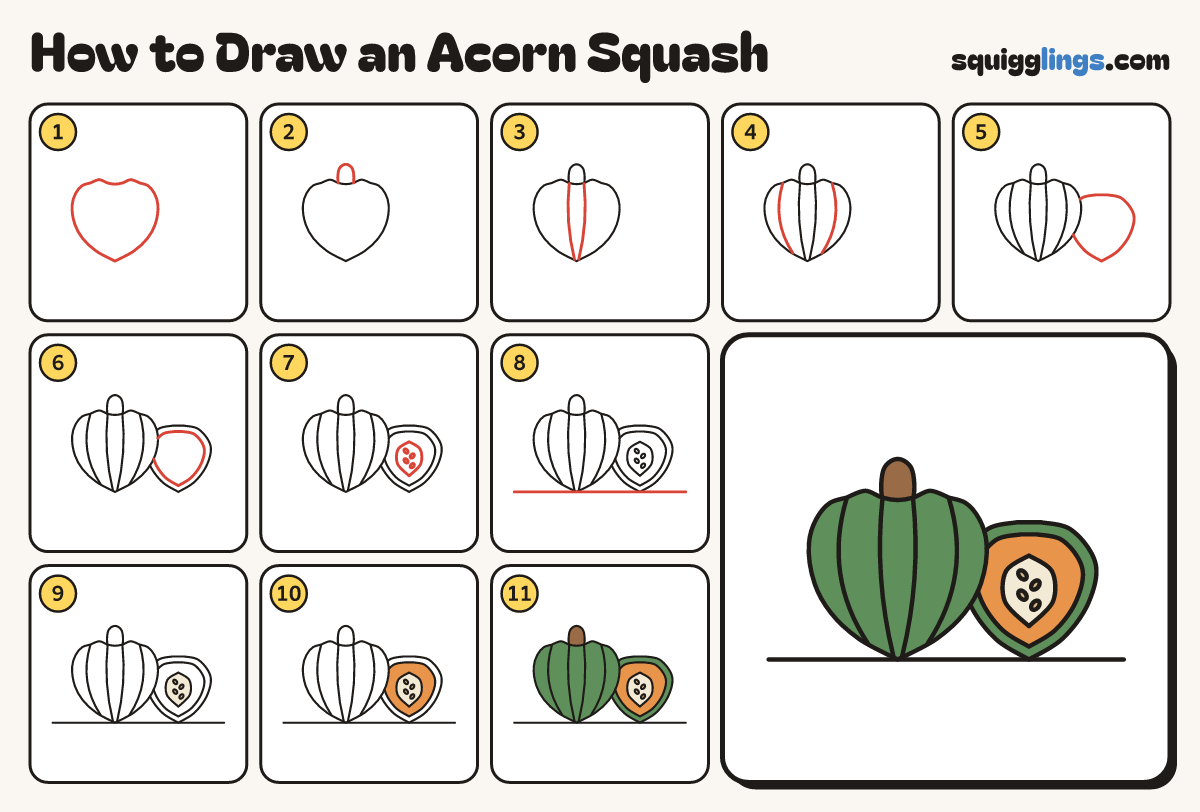 How to Draw an Acorn Squash step by step: all 11 steps in one picture