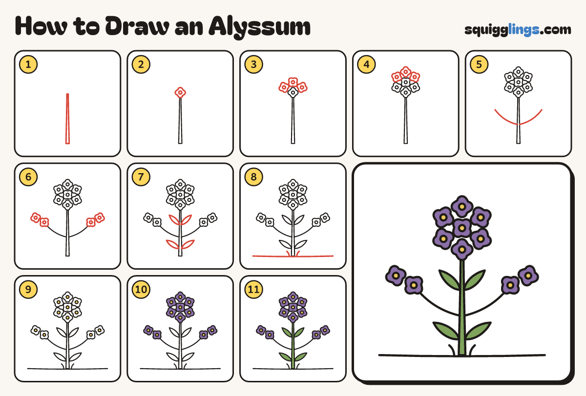 How to Draw an Alyssum step by step: all 11 steps in one picture