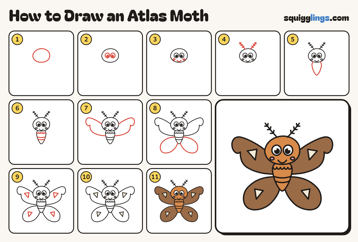 How to Draw an Atlas Moth step by step: all 11 steps in one picture