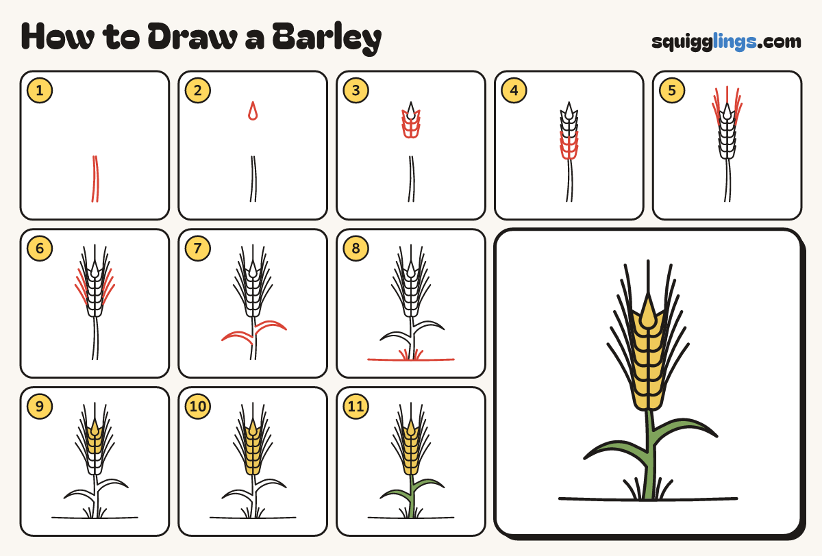 How to Draw a Barley step by step: all 11 steps in one picture