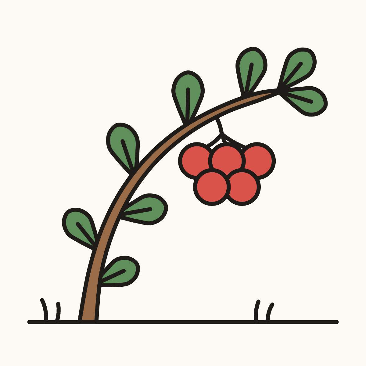 Finished drawing of a bearberry