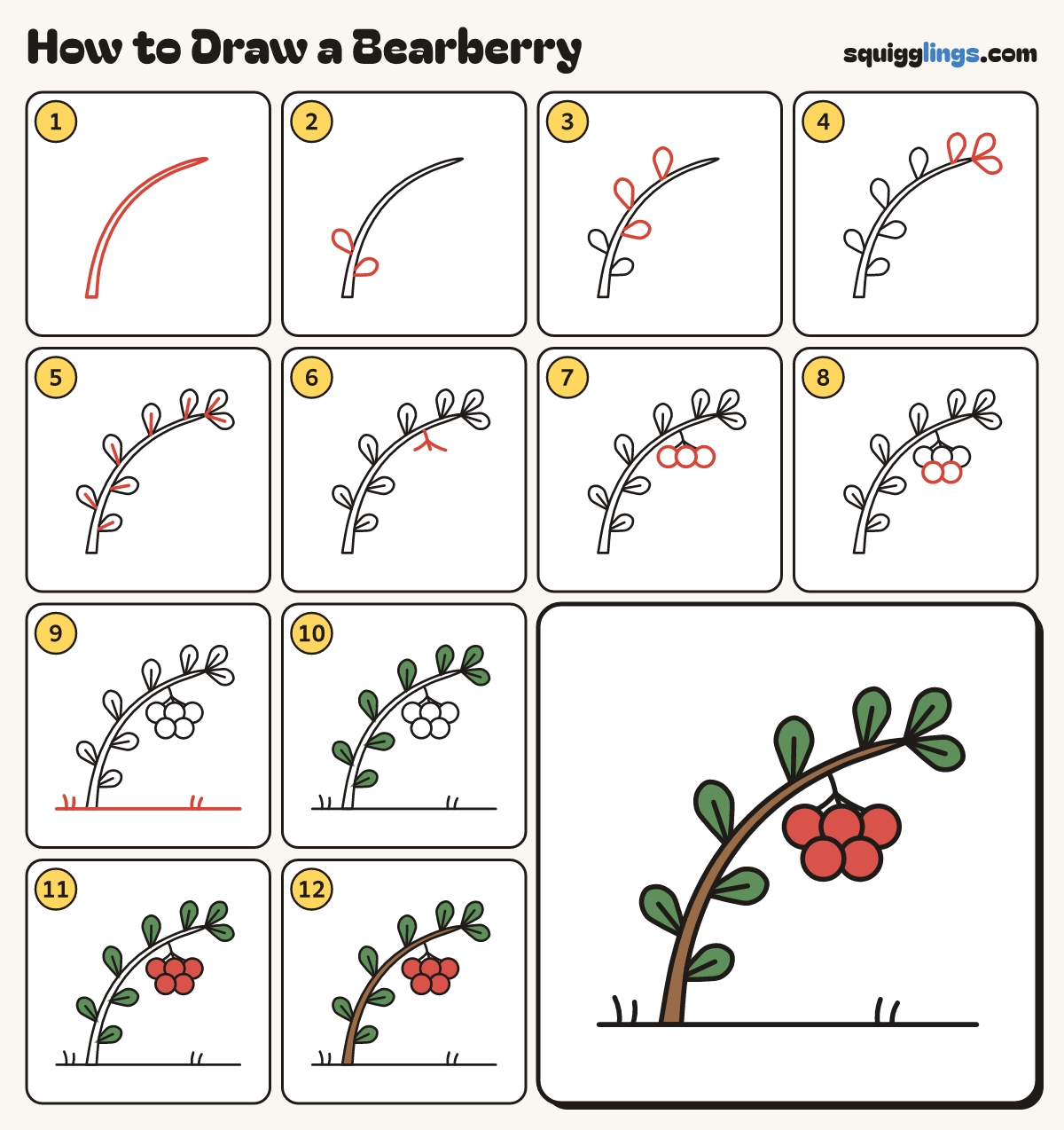 How to Draw a Bearberry step by step: all 12 steps in one picture