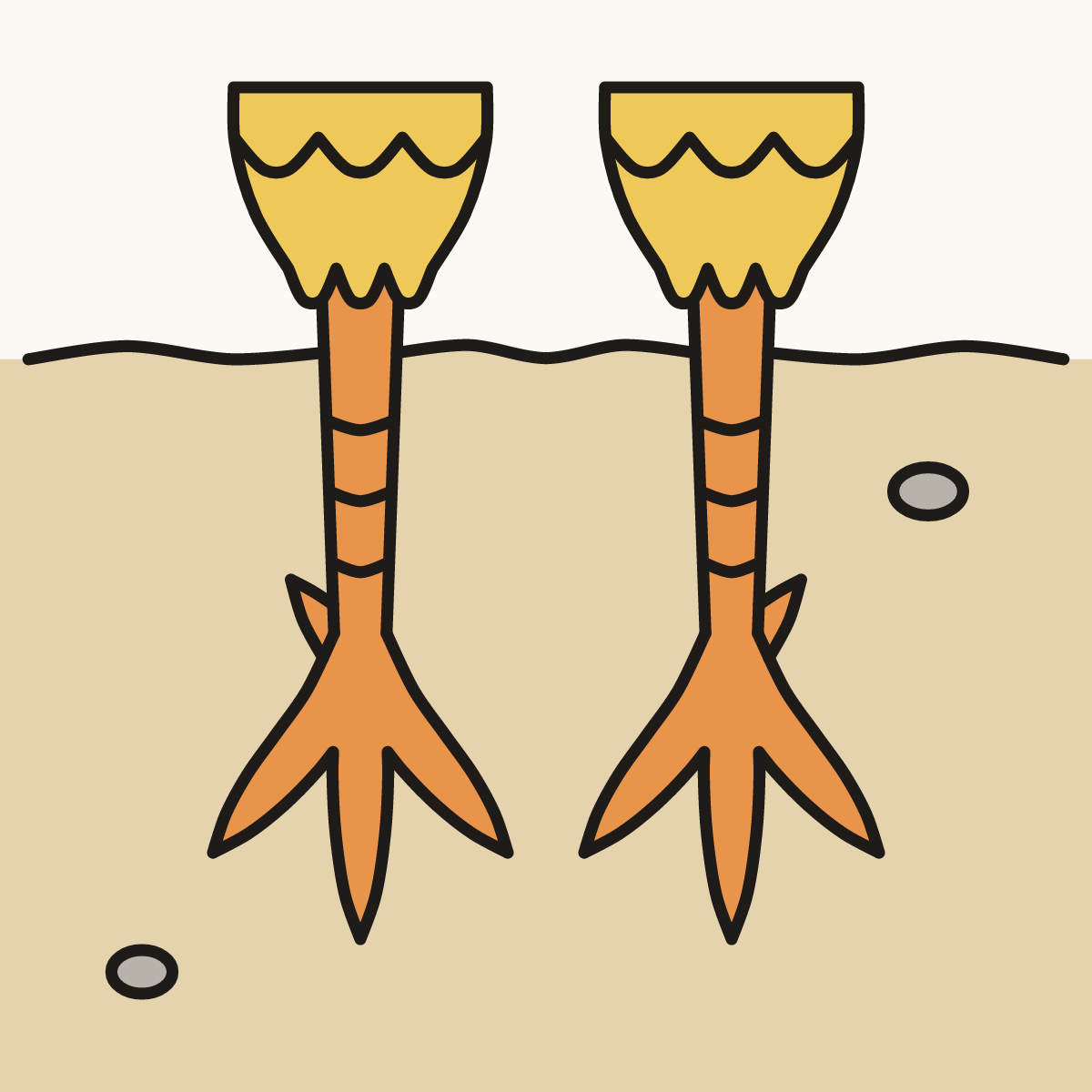 Finished drawing of bird feet