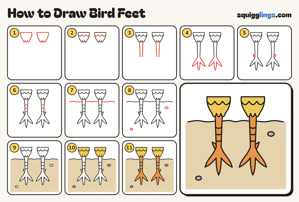 How to Draw Bird Feet step by step: all 11 steps in one picture