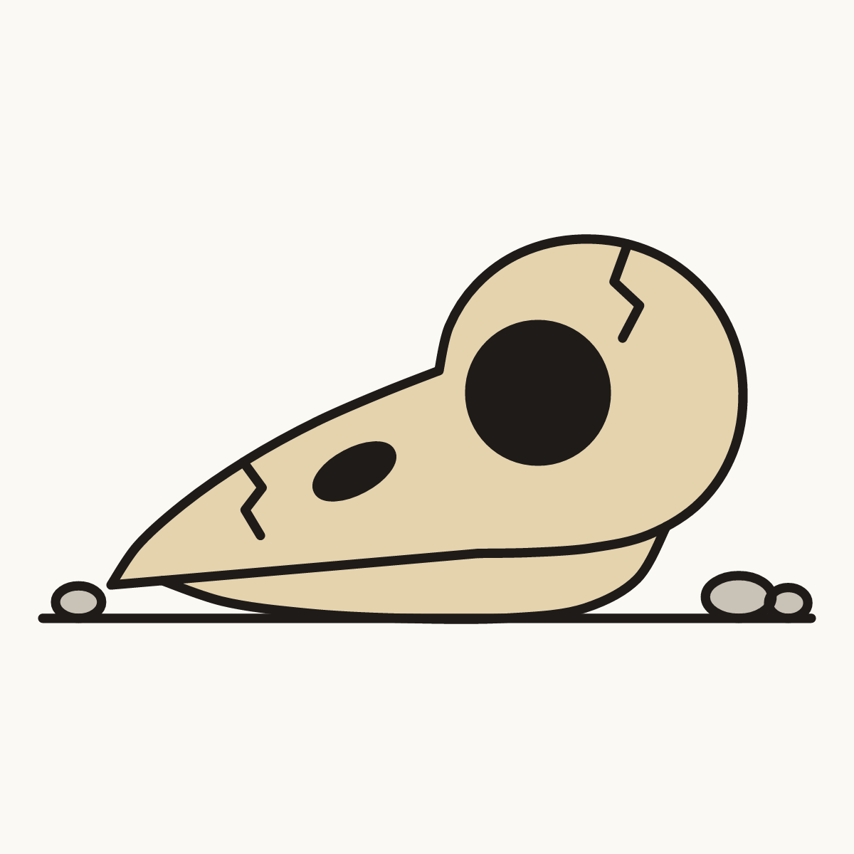 Finished drawing of a bird skull