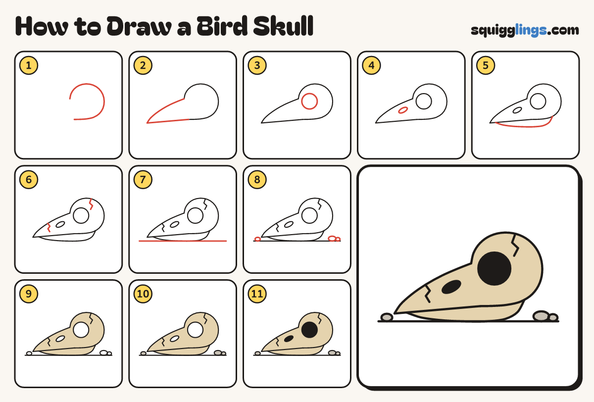 How to Draw a Bird Skull step by step: all 11 steps in one picture