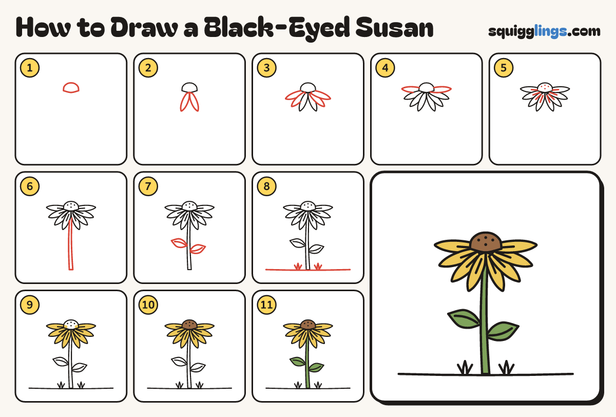 How to Draw a Black-Eyed Susan step by step: all 11 steps in one picture
