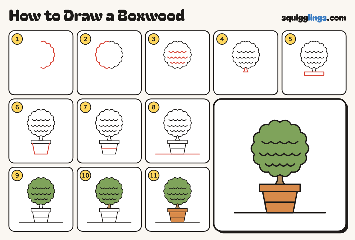 How to Draw a Boxwood step by step: all 11 steps in one picture