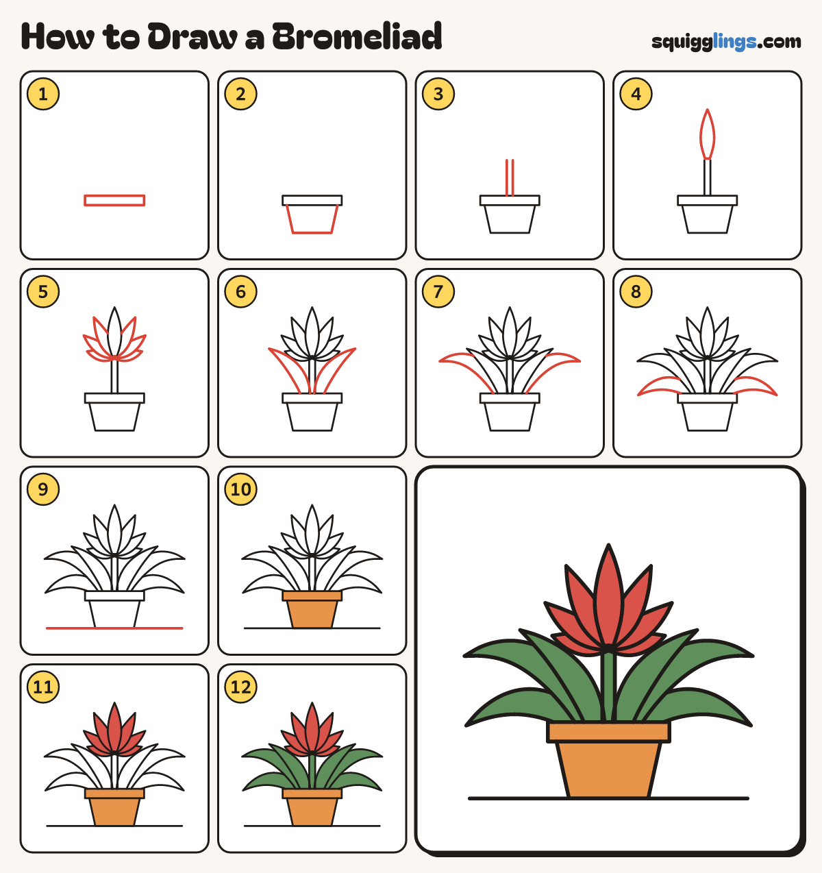 How to Draw a Bromeliad step by step: all 12 steps in one picture