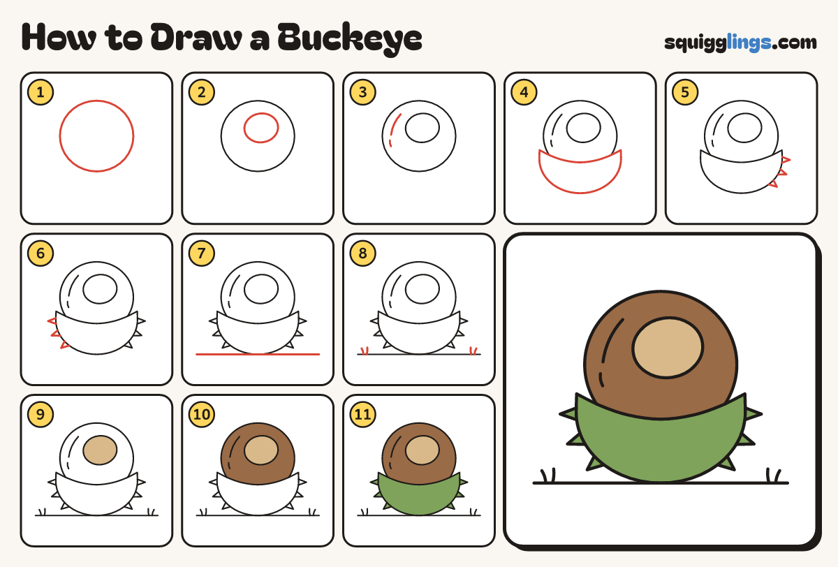 How to Draw a Buckeye step by step: all 11 steps in one picture