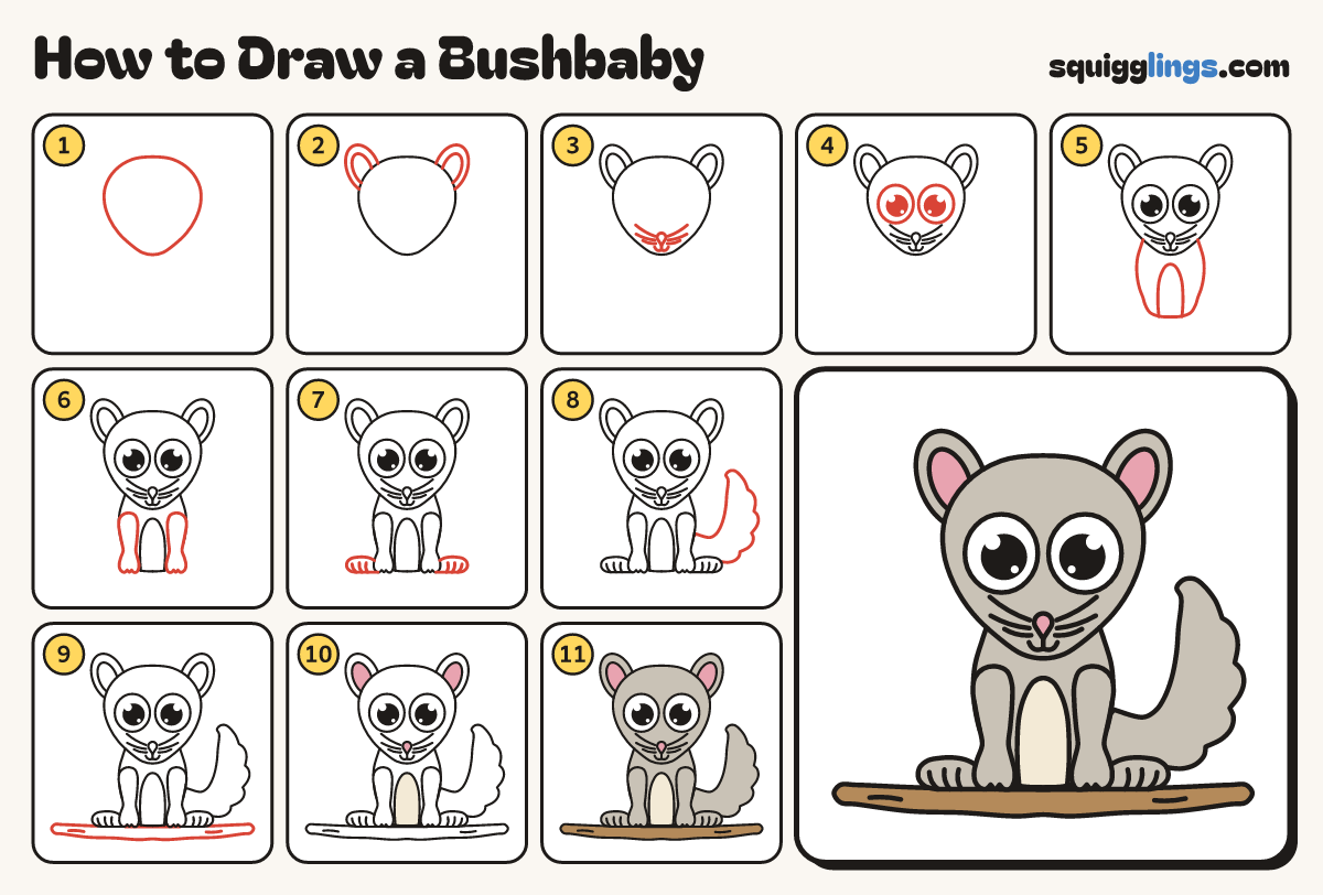 How to Draw a Bushbaby step by step: all 11 steps in one picture