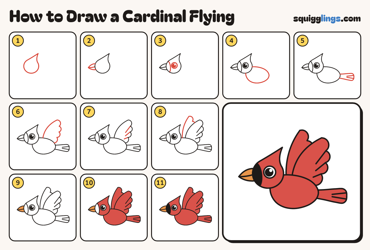 How to Draw a Cardinal Flying step by step: all 11 steps in one picture