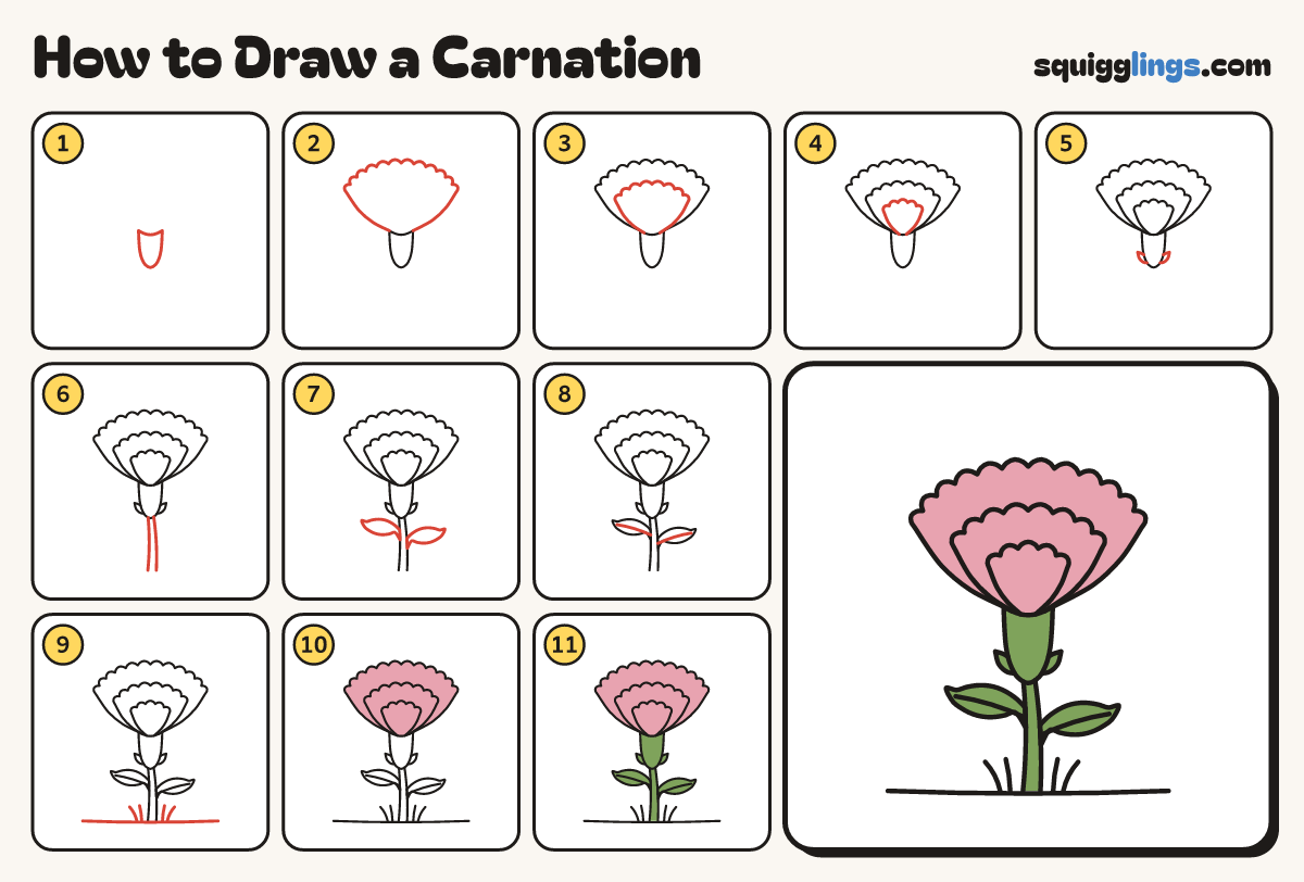 How to Draw a Carnation step by step: all 11 steps in one picture