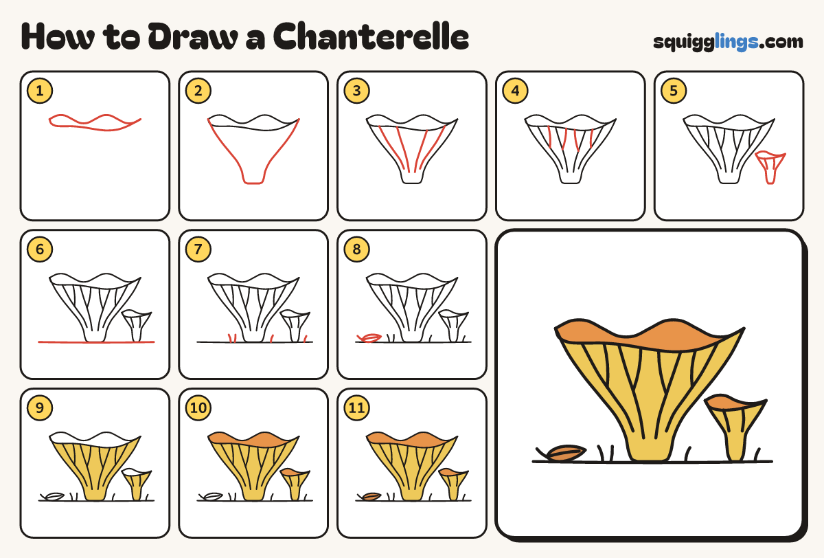 How to Draw a Chanterelle step by step: all 11 steps in one picture