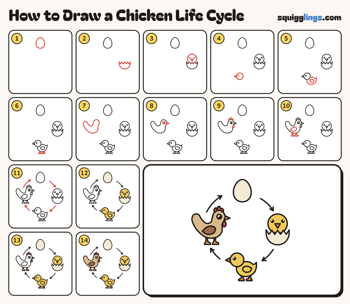 How to Draw a Chicken Life Cycle step by step: all 14 steps in one picture