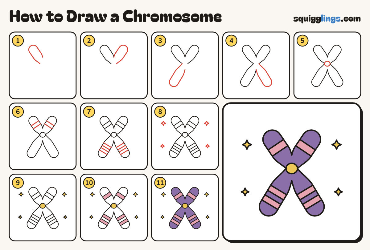 How to Draw a Chromosome step by step: all 11 steps in one picture
