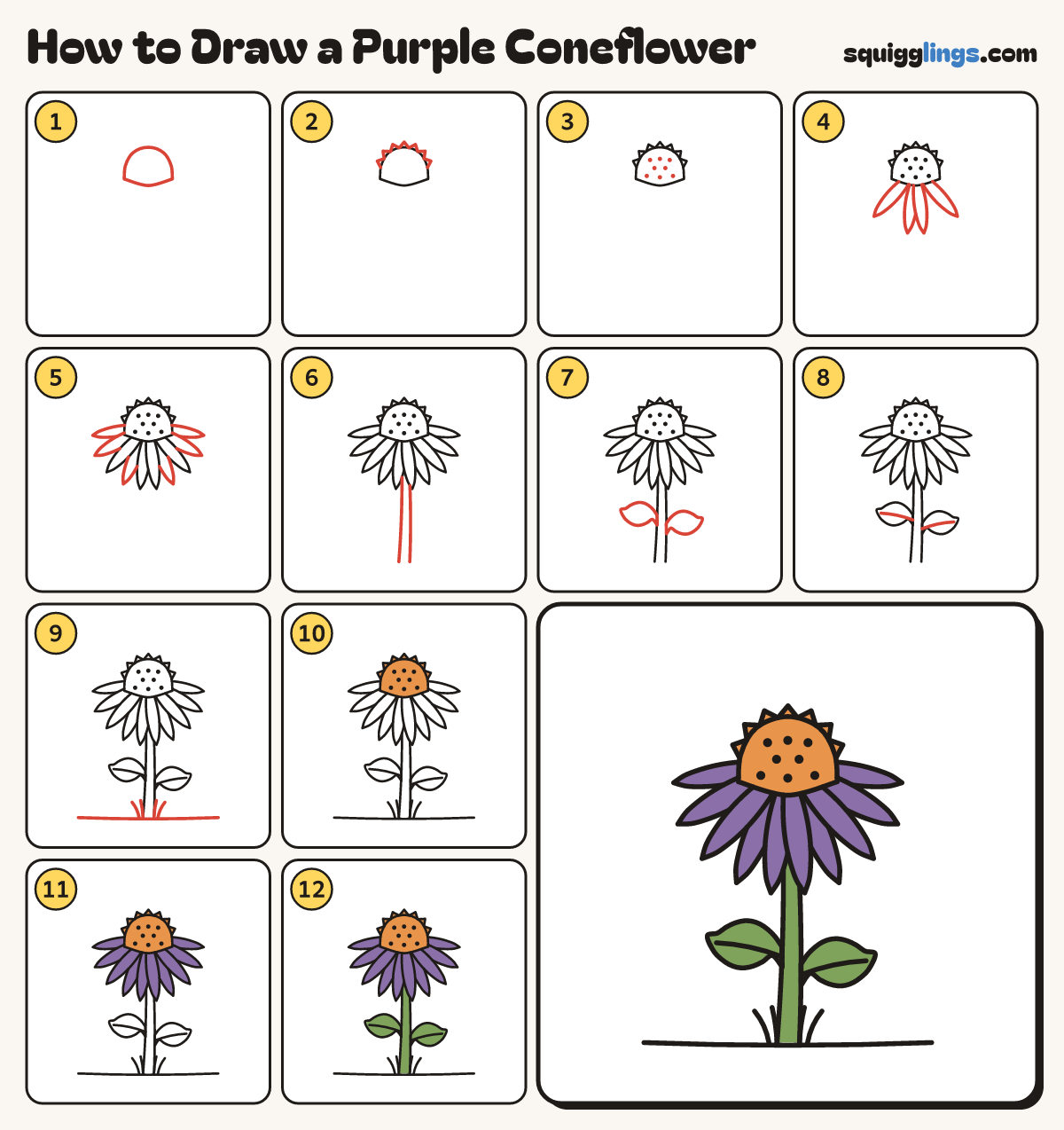 How to Draw a Purple Coneflower step by step: all 12 steps in one picture