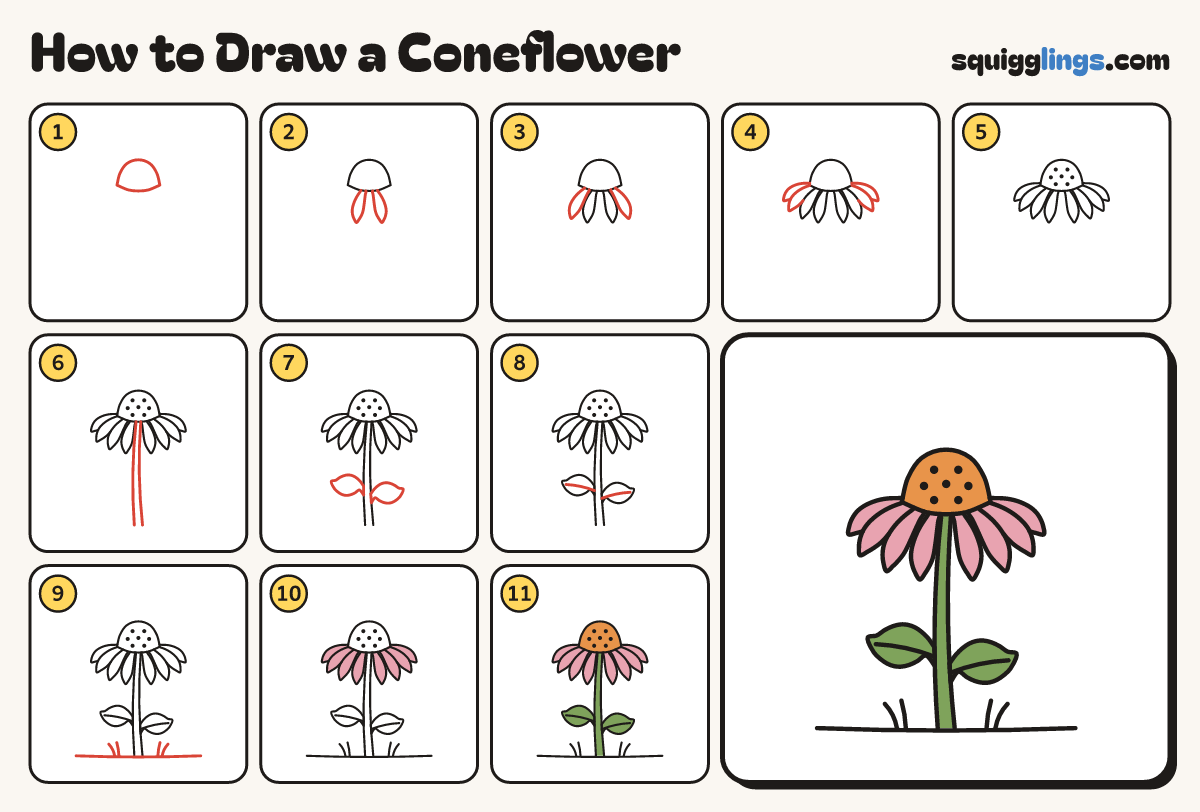 How to Draw a Coneflower step by step: all 11 steps in one picture