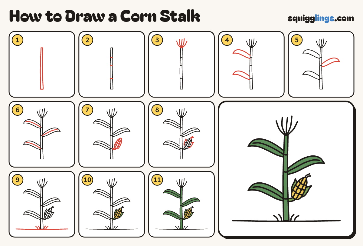 How to Draw a Corn Stalk step by step: all 11 steps in one picture