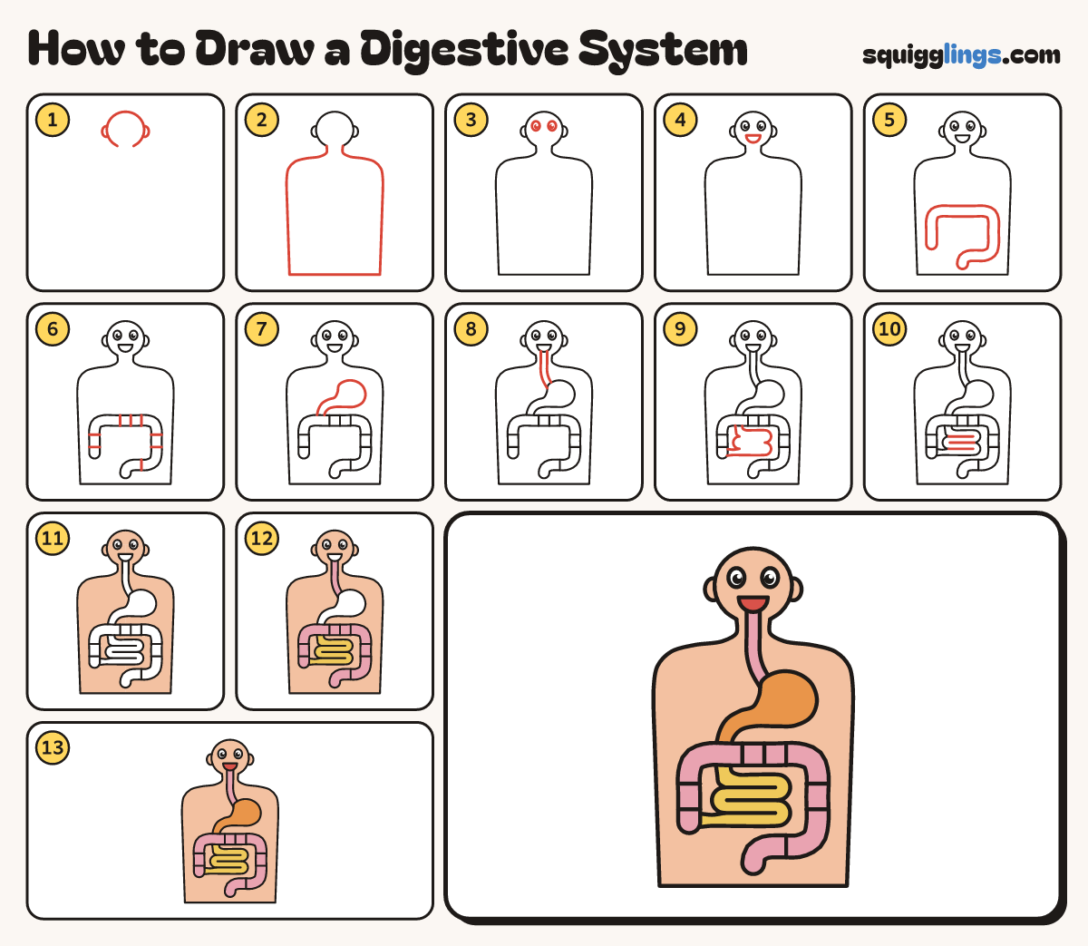 How to Draw a Digestive System step by step: all 13 steps in one picture