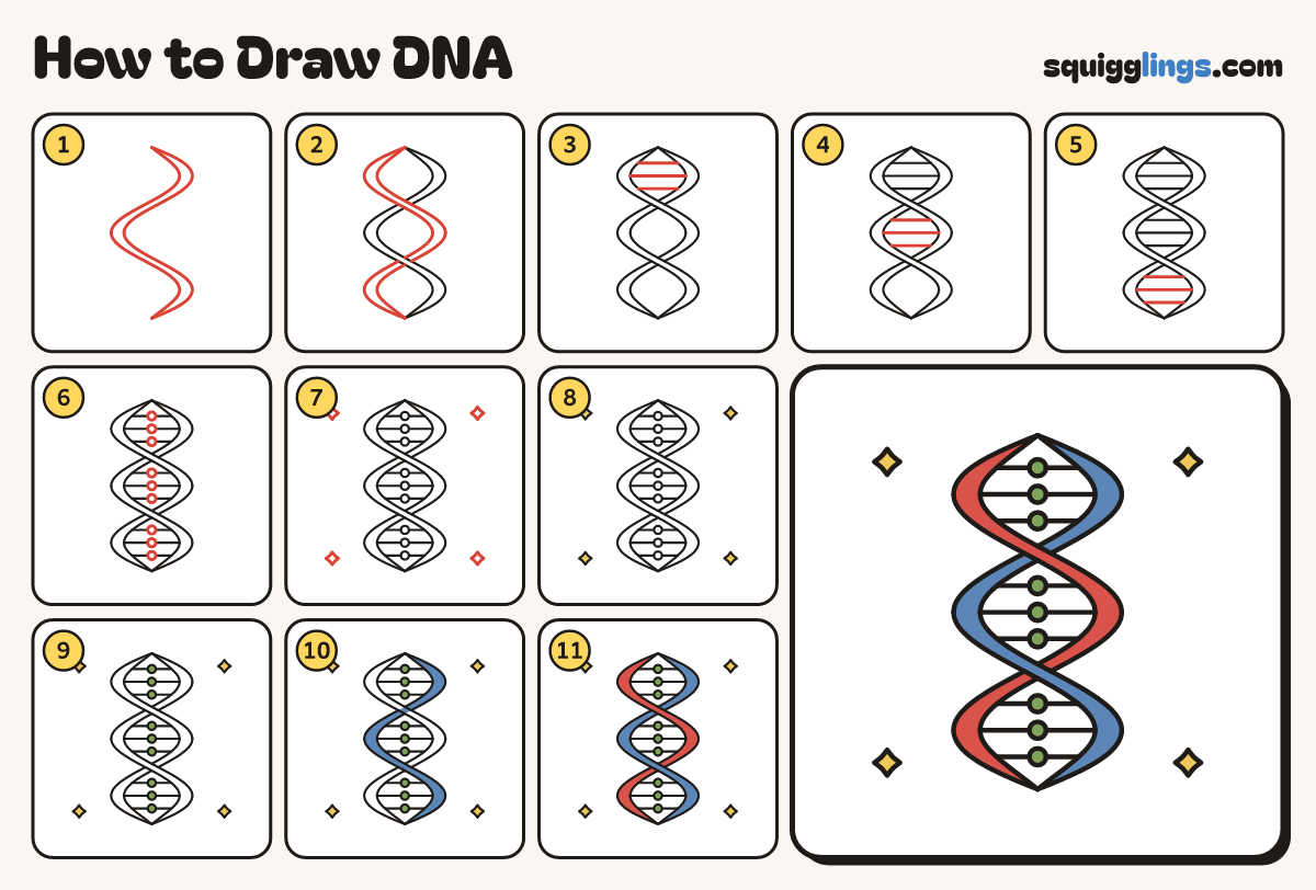 How to Draw DNA step by step: all 11 steps in one picture