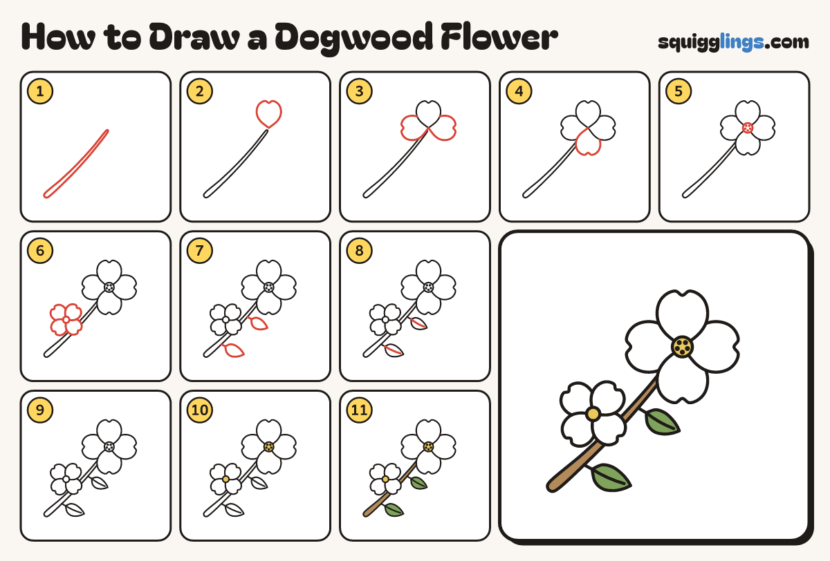 How to Draw a Dogwood Flower step by step: all 11 steps in one picture