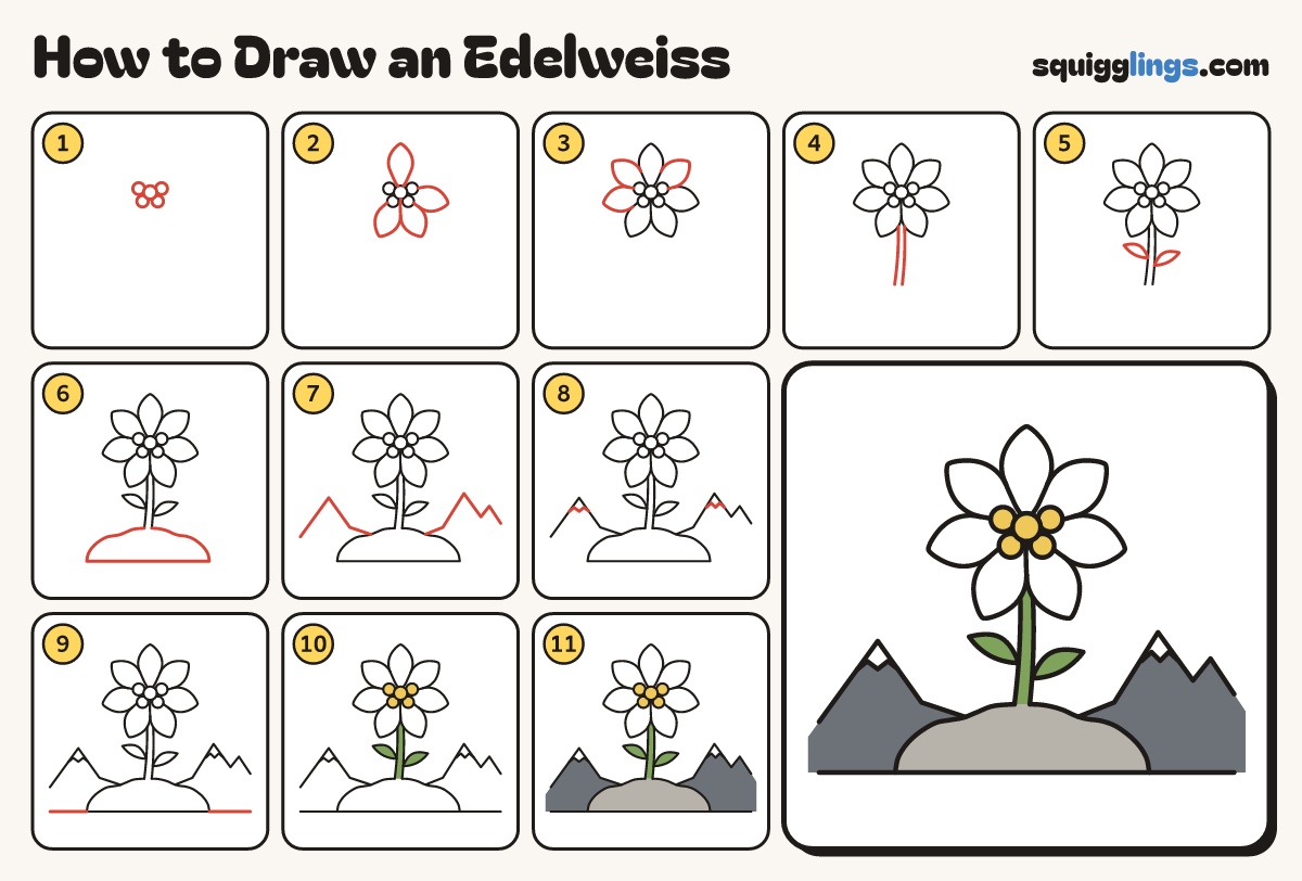 How to Draw an Edelweiss step by step: all 11 steps in one picture