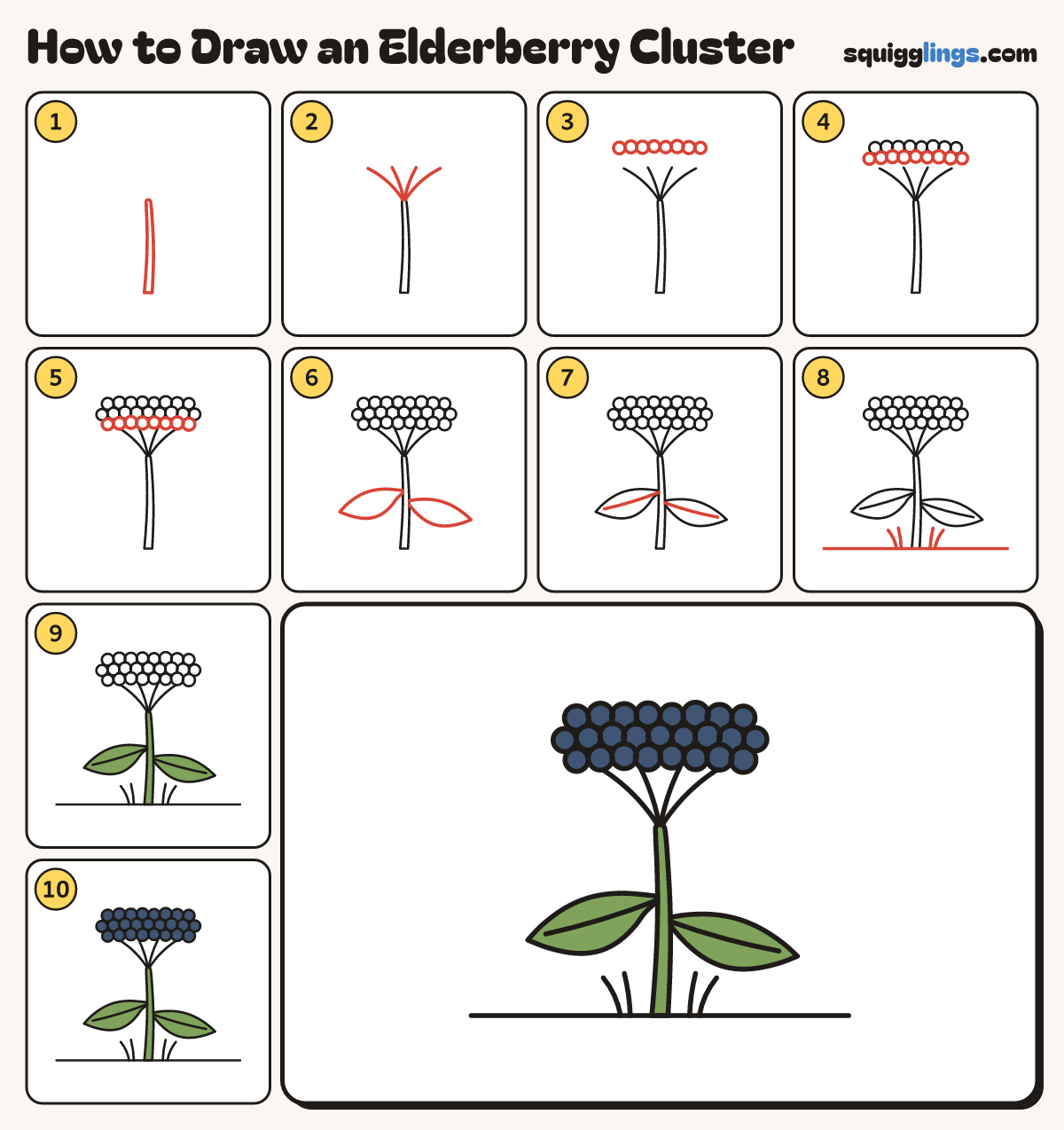 How to Draw an Elderberry Cluster step by step: all 10 steps in one picture