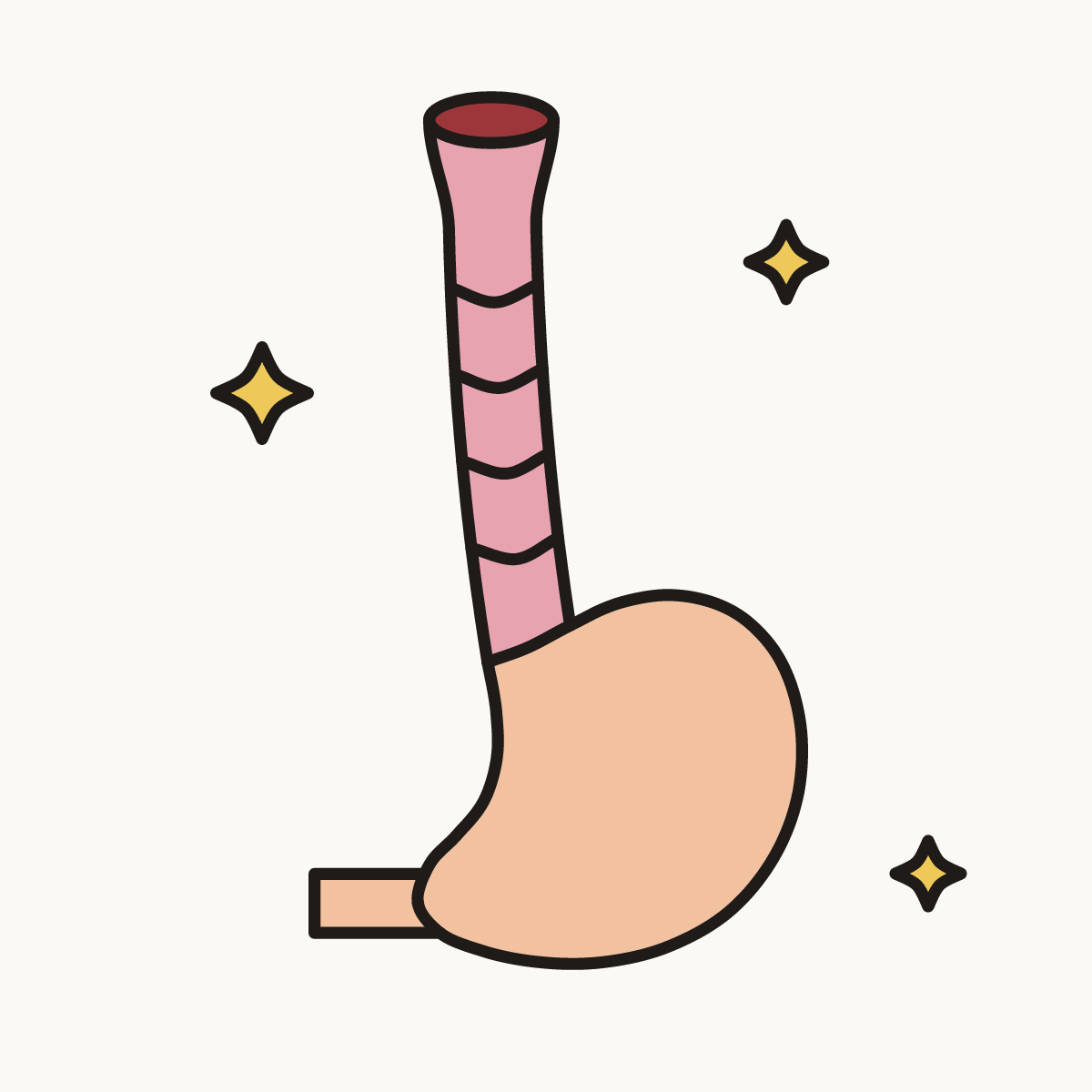 Finished drawing of an esophagus