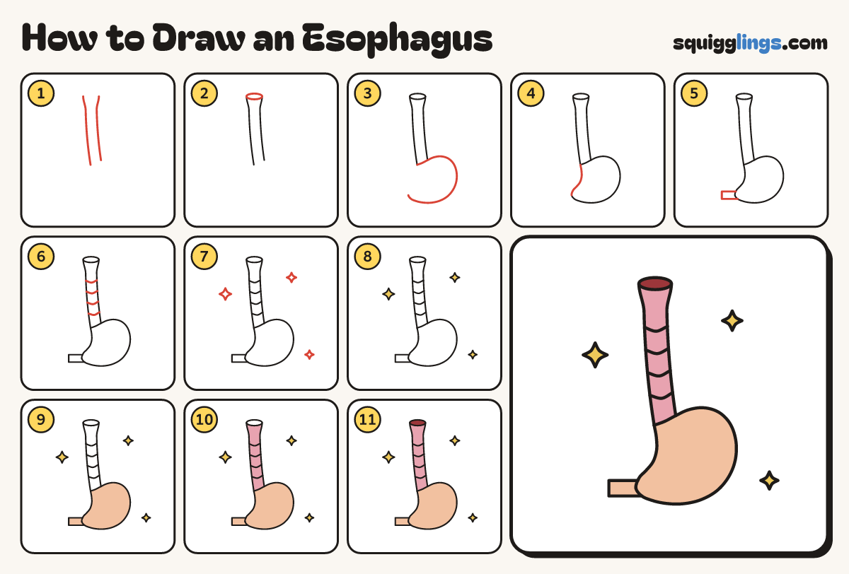 How to Draw an Esophagus step by step: all 11 steps in one picture