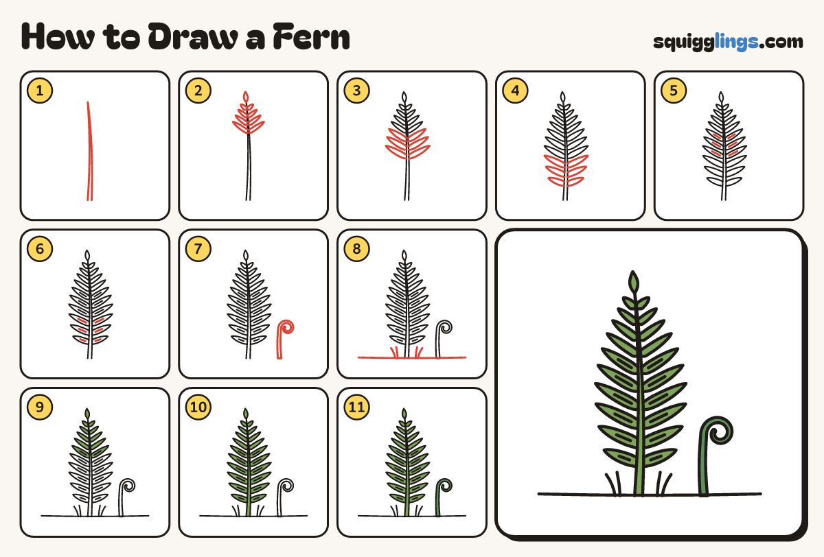 How to Draw a Fern step by step: all 11 steps in one picture