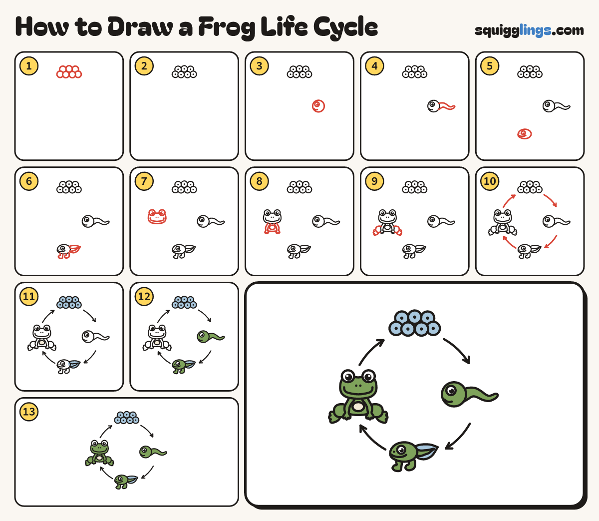 How to Draw a Frog Life Cycle step by step: all 13 steps in one picture