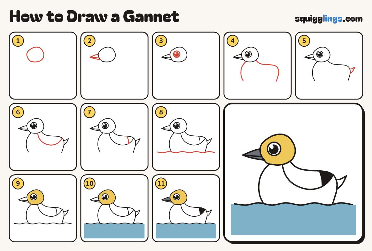 How to Draw a Gannet step by step: all 11 steps in one picture