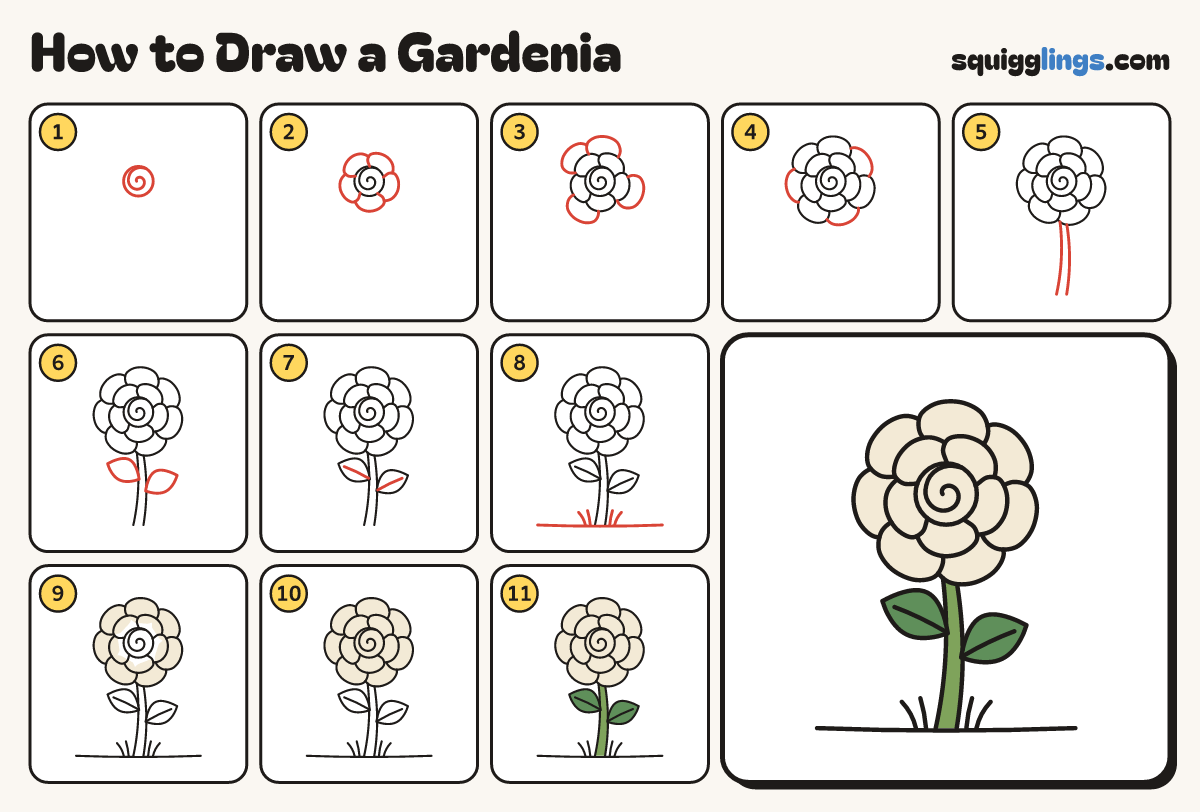 How to Draw a Gardenia step by step: all 11 steps in one picture