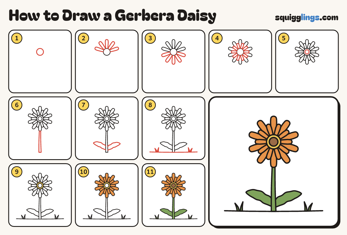 How to Draw a Gerbera Daisy step by step: all 11 steps in one picture