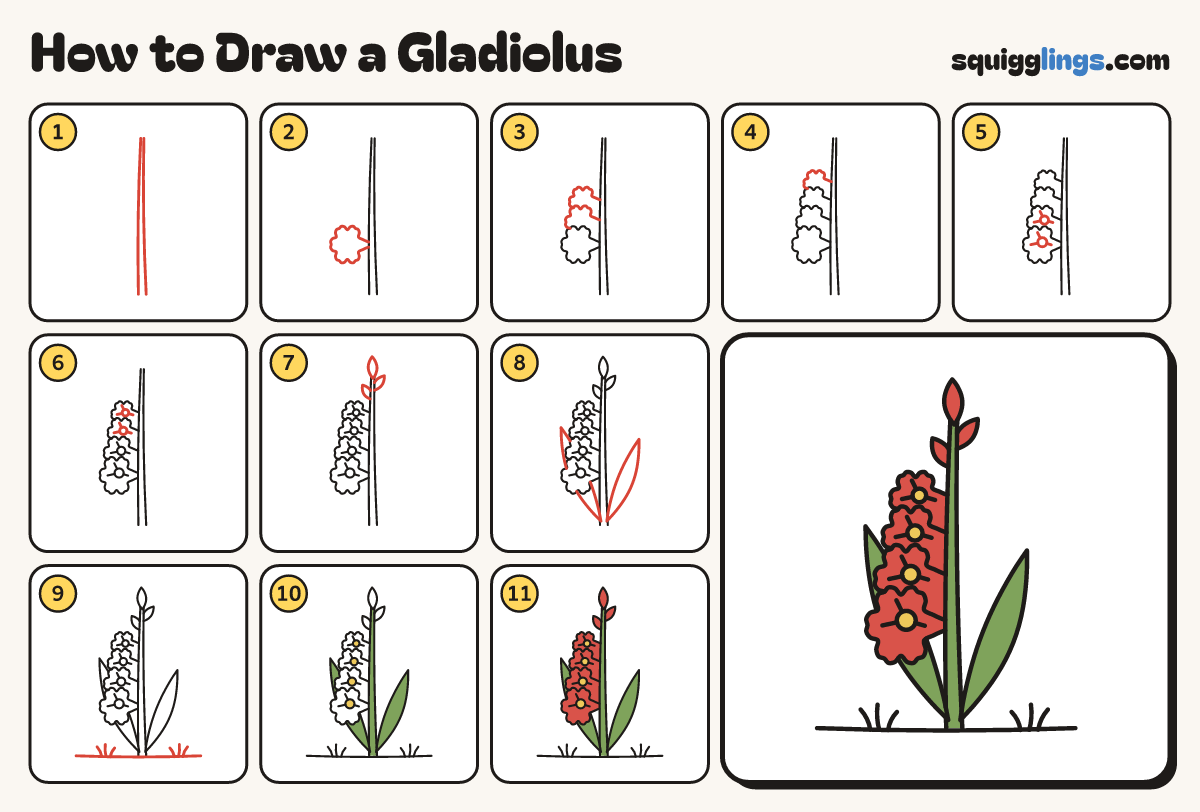 How to Draw a Gladiolus step by step: all 11 steps in one picture