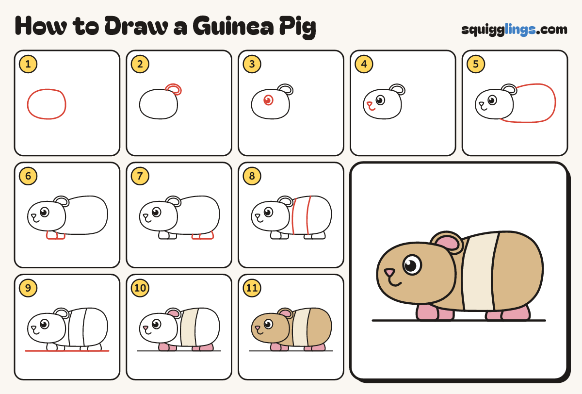 How to Draw a Guinea Pig step by step: all 11 steps in one picture