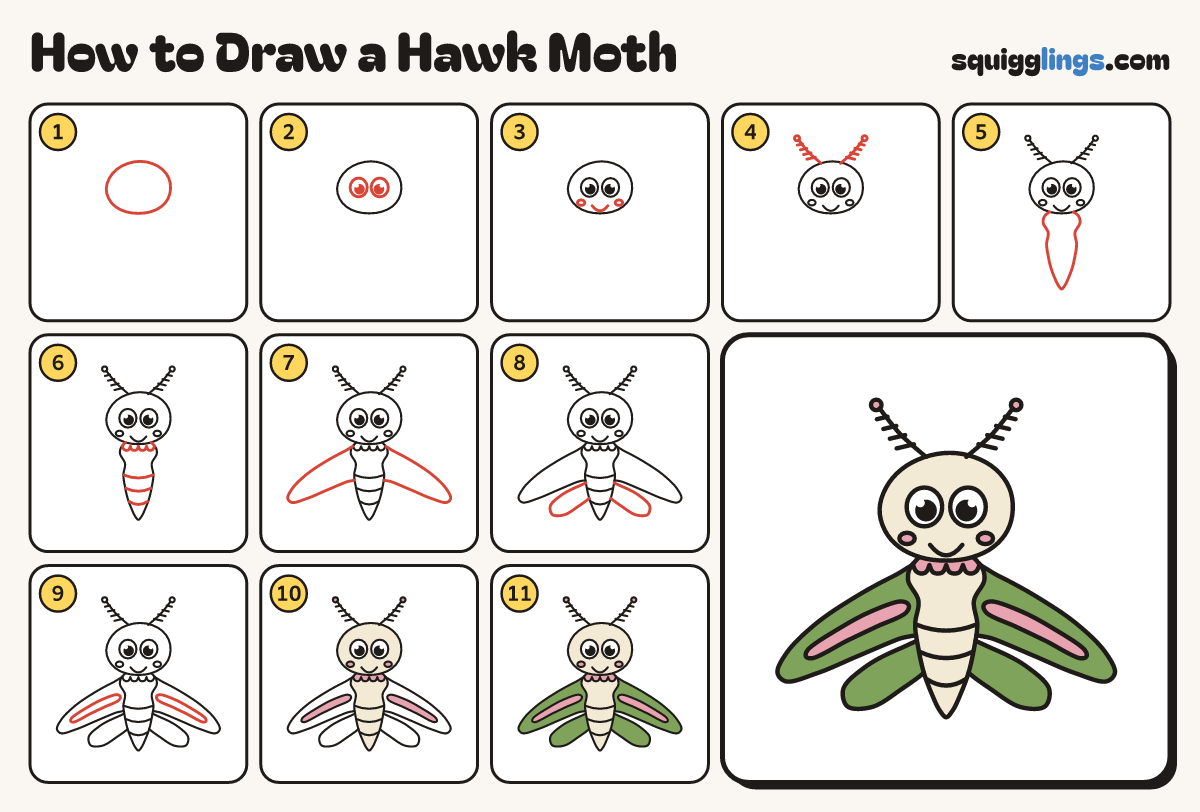 How to Draw a Hawk Moth step by step: all 11 steps in one picture