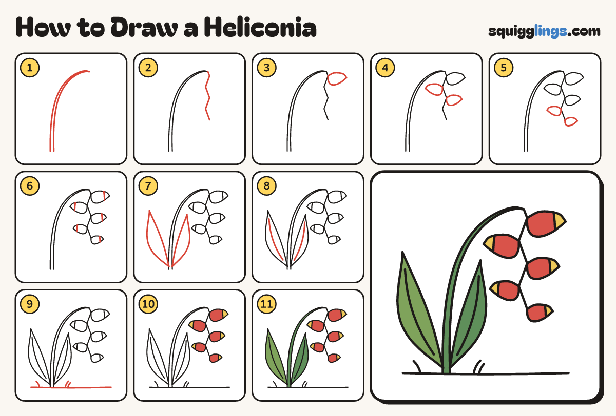 How to Draw a Heliconia step by step: all 11 steps in one picture