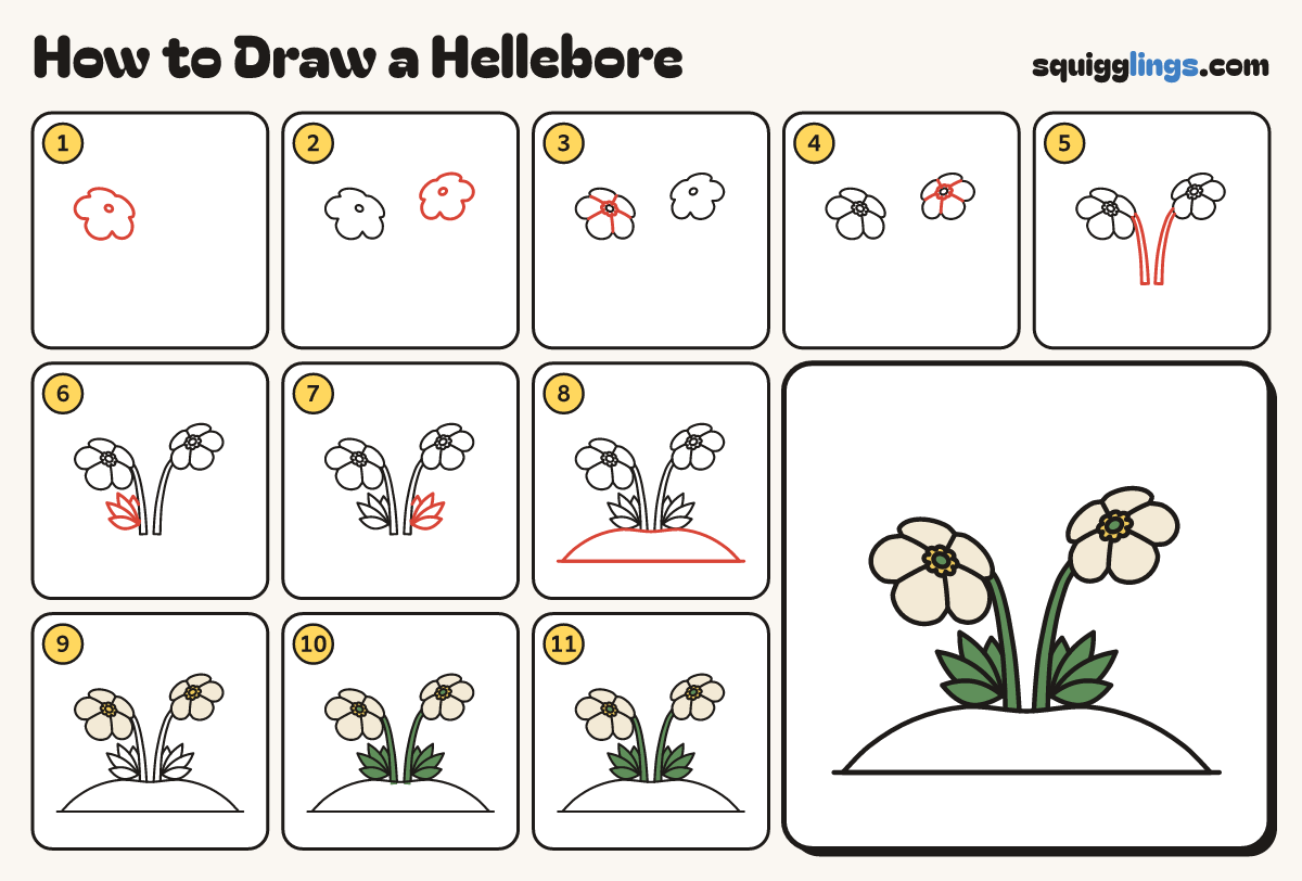 How to Draw a Hellebore step by step: all 11 steps in one picture