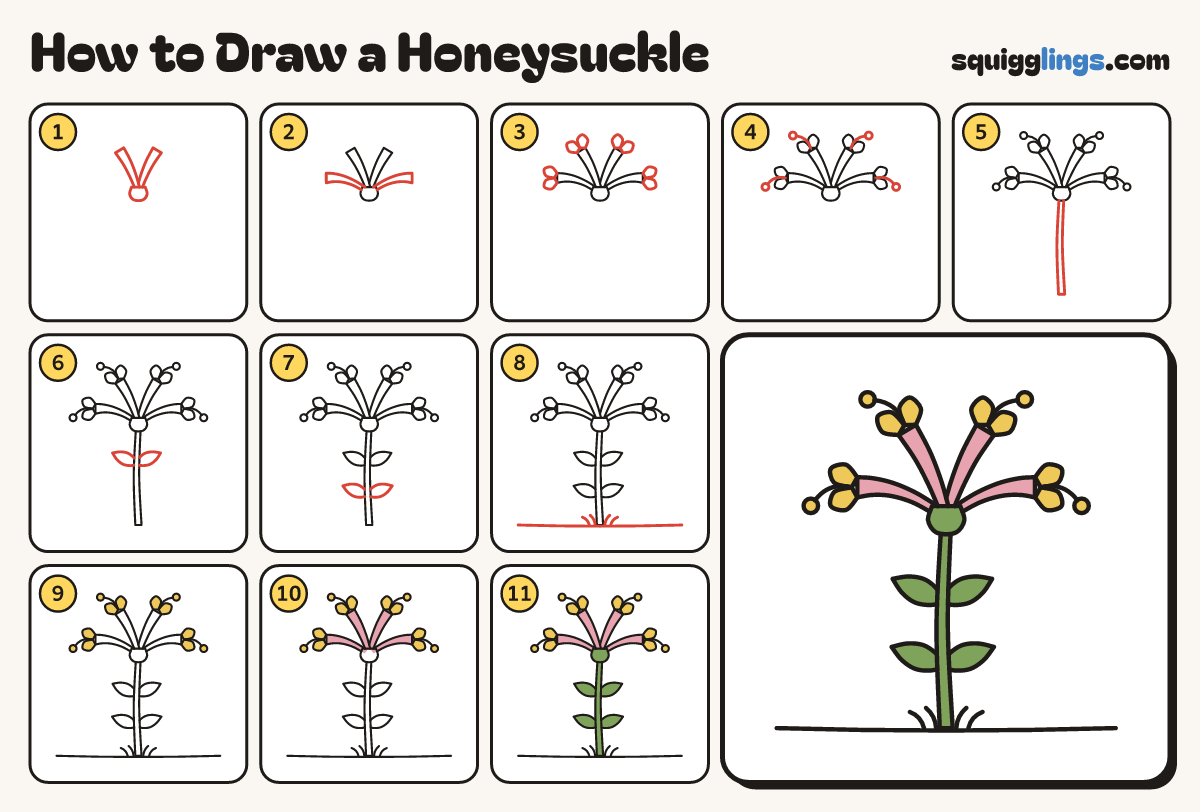 How to Draw a Honeysuckle step by step: all 11 steps in one picture
