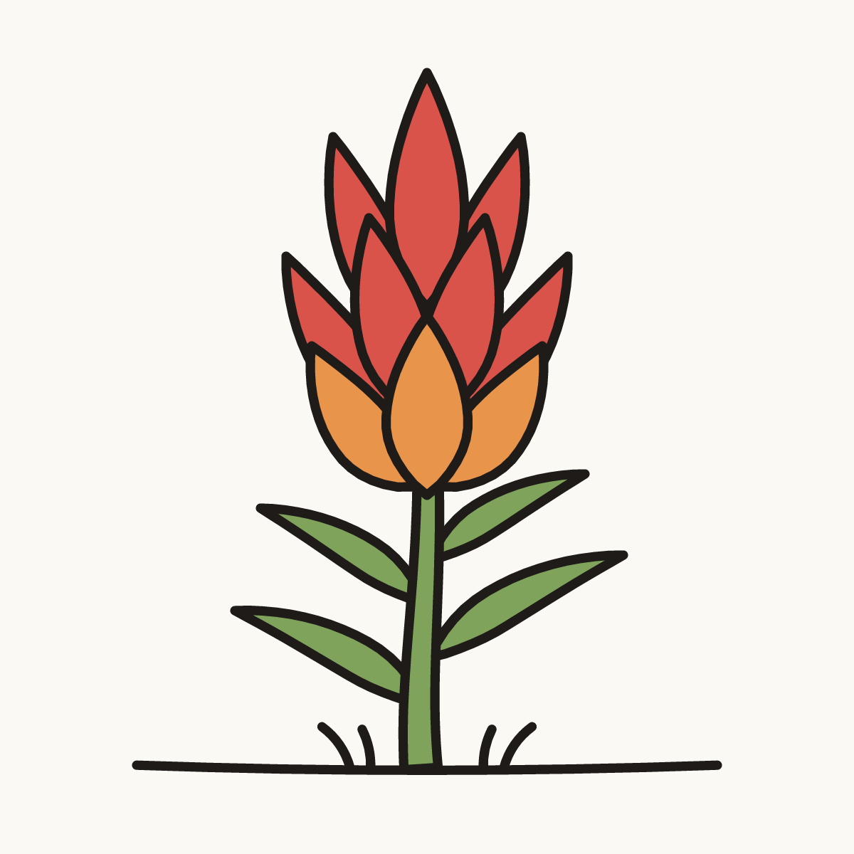 Finished drawing of an indian paintbrush