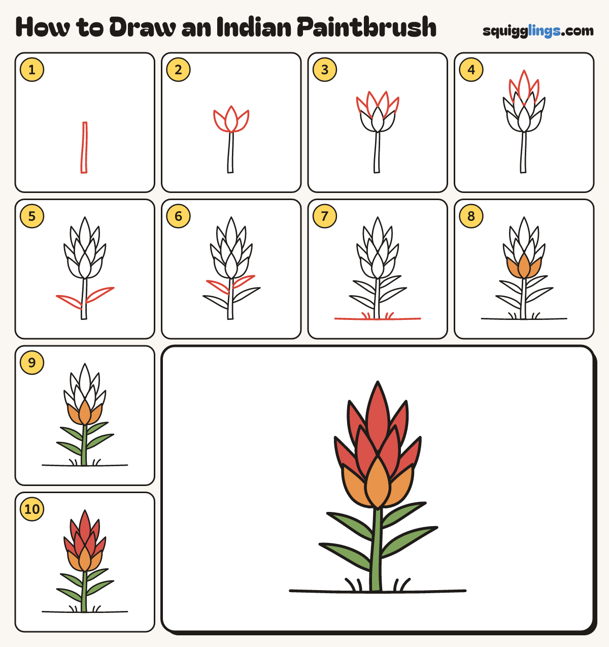How to Draw an Indian Paintbrush step by step: all 10 steps in one picture