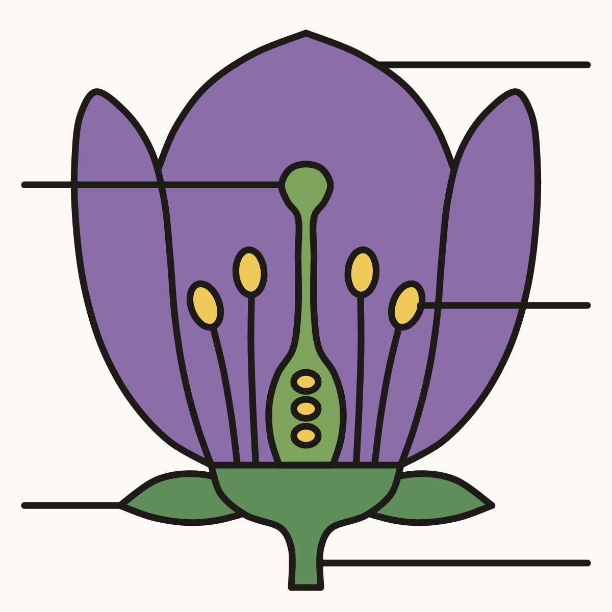 Finished drawing of an inside a flower