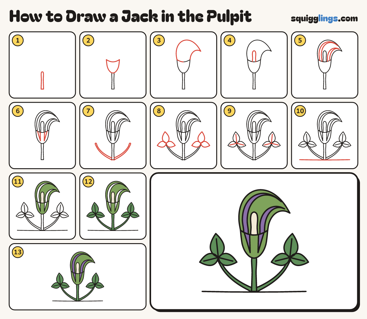 How to Draw a Jack in the Pulpit step by step: all 13 steps in one picture