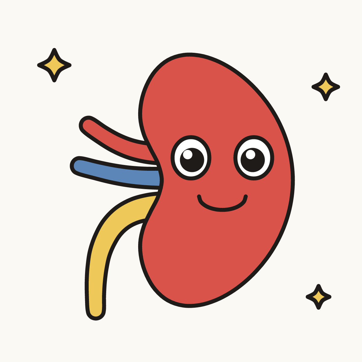 Finished drawing of a kidney