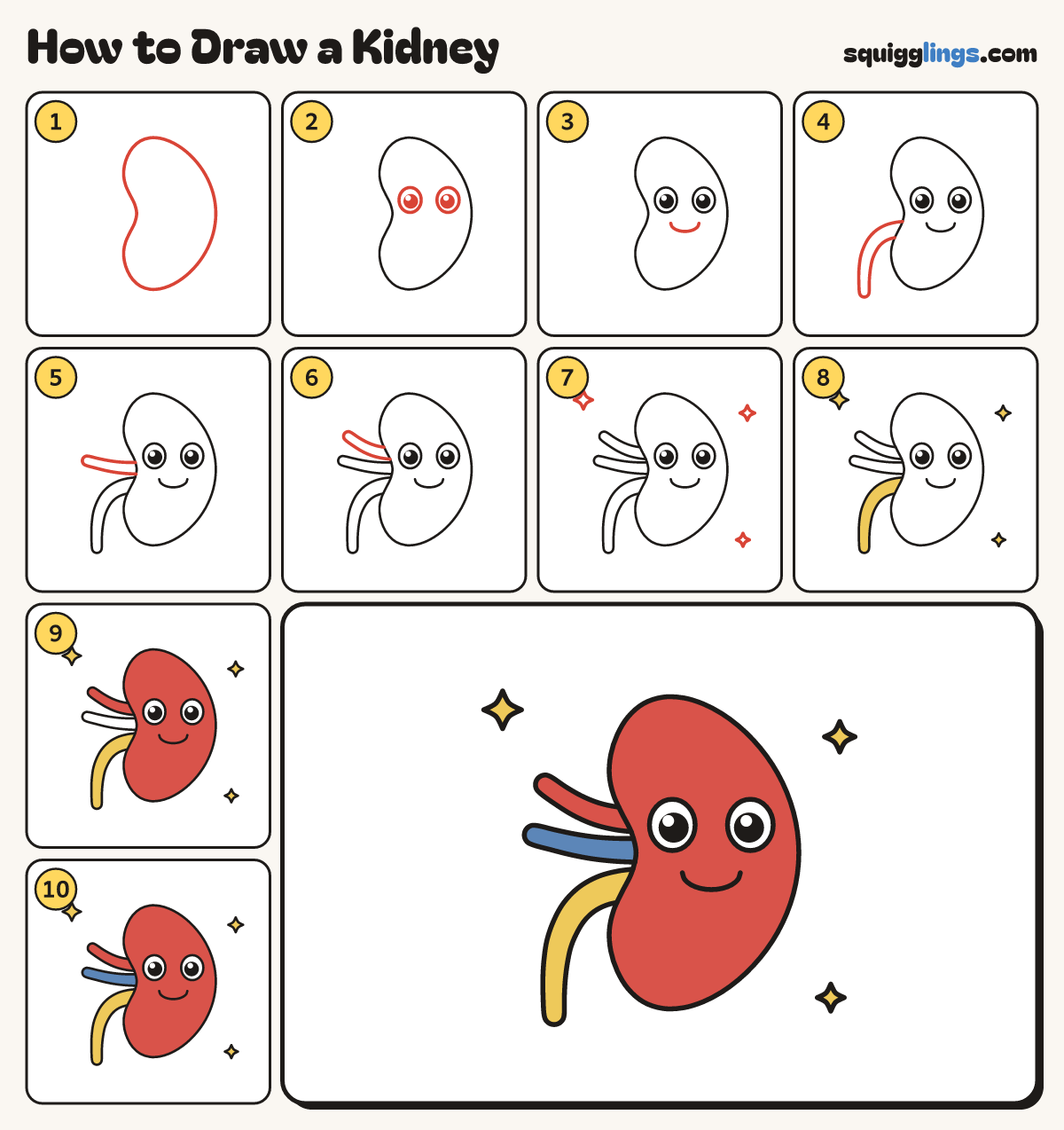 How to Draw a Kidney step by step: all 10 steps in one picture