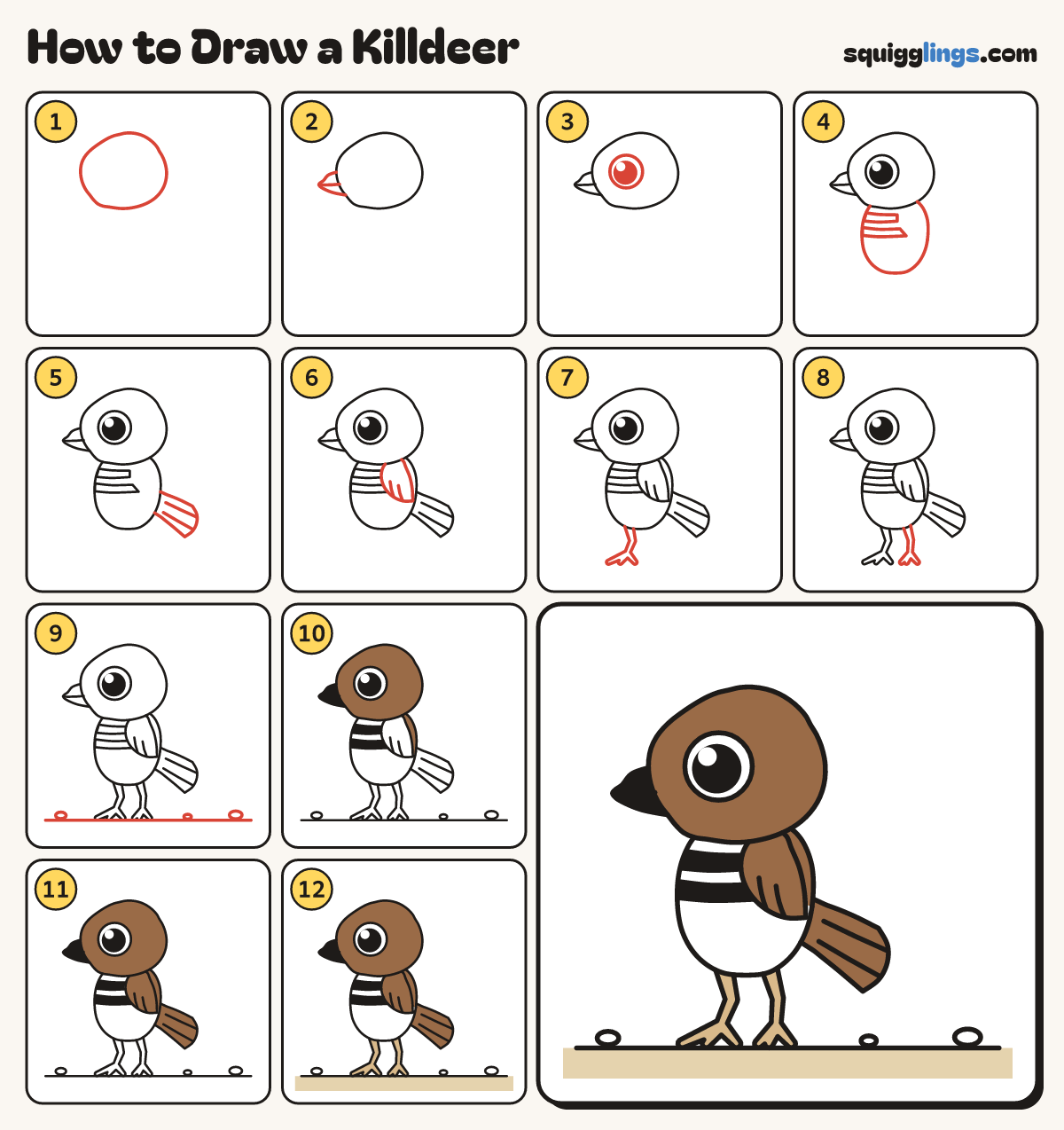 How to Draw a Killdeer step by step: all 12 steps in one picture