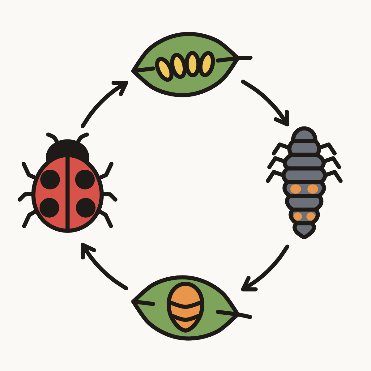 Finished drawing of a ladybug life cycle
