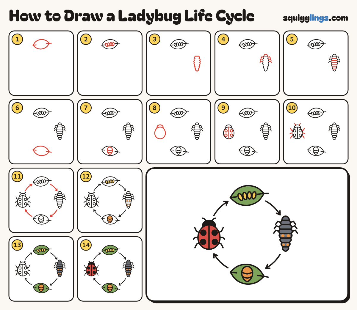 How to Draw a Ladybug Life Cycle step by step: all 14 steps in one picture